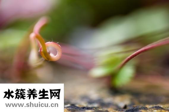 蝸牛吃什么東西