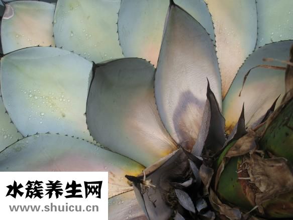 胸腺瘤手術(shù)