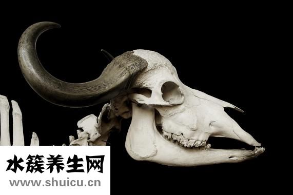 增長增大特效藥