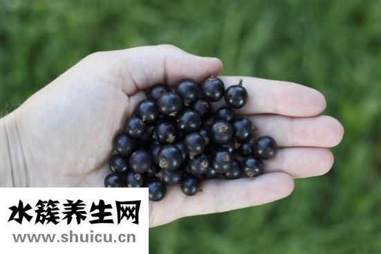 孕婦能吃梨嗎中期