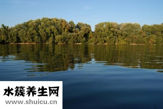 適合夏天種的花