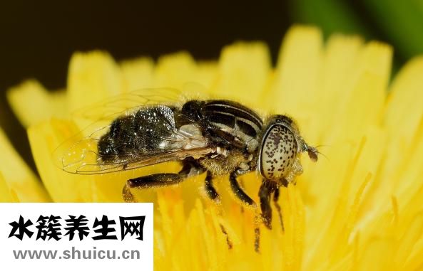 鹽水可以消炎嗎