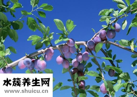 孕婦可以吃烏梅嗎