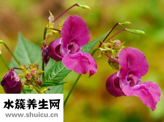 上廁所拉血怎么回事