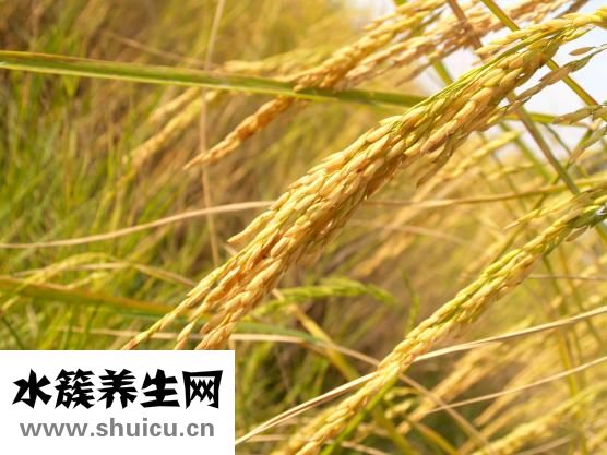 黃精怎么吃效果最好