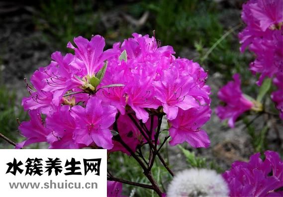 適合種植的藥材