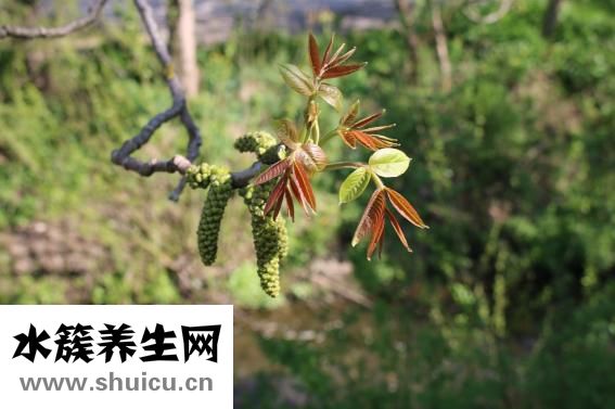 愛吃黃瓜的菊花