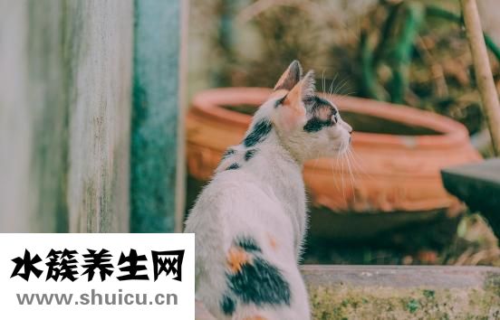 眼角流淚怎么回事