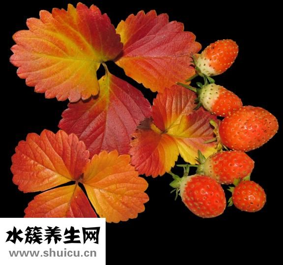 菊花檸檬茶