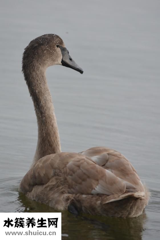 燒白的家常做法