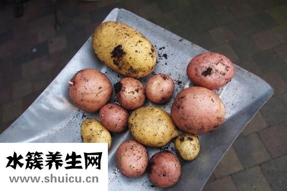 土豆西紅柿