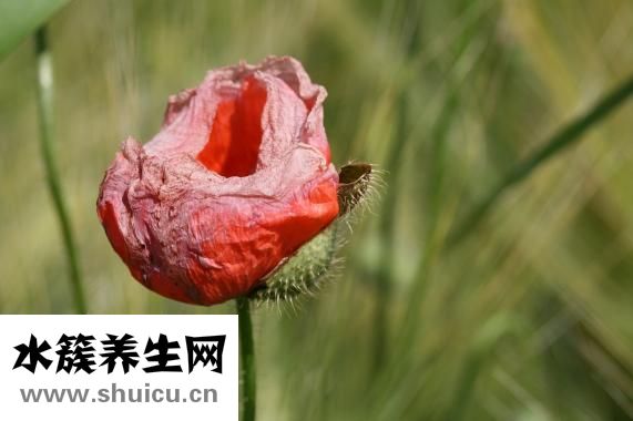 樟腦丸的功效與作用