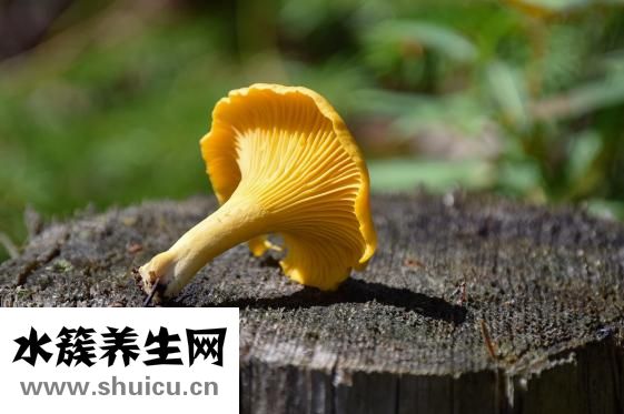 食用菌種植技術