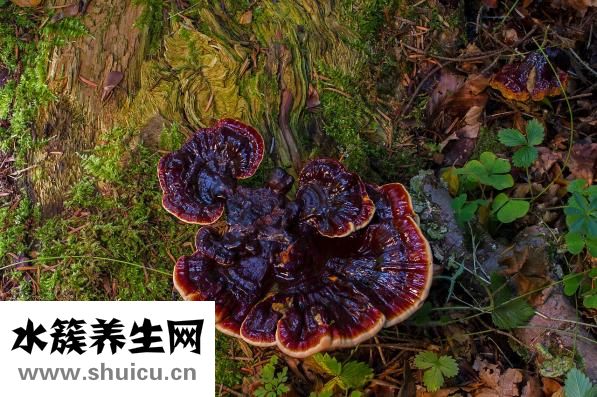 靈芝的功效與作用