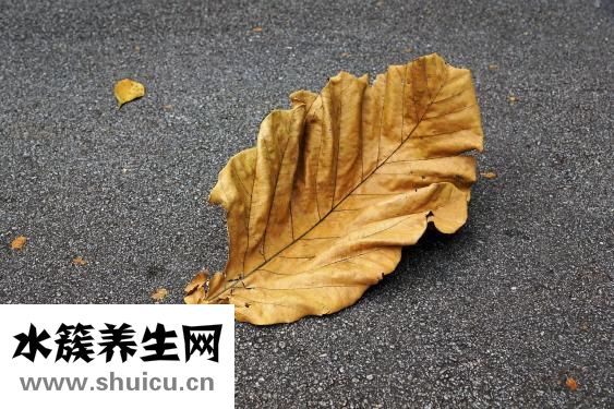 桑葚的功效與作用