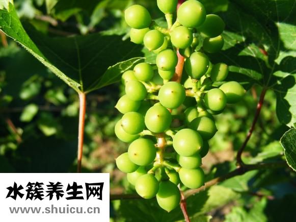 陳皮的功效與作用