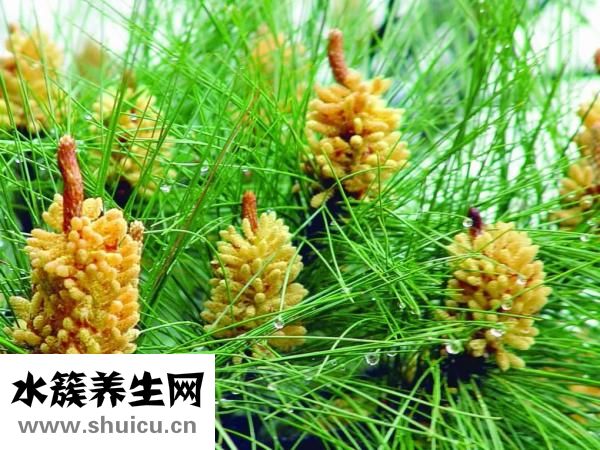 松花粉的功效與作用