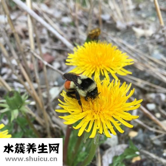 木耳的功效與作用