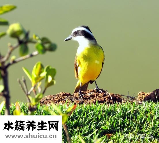 玻璃酸鈉滴眼液