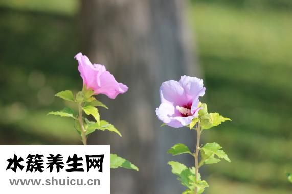 金錢草的功效與作用