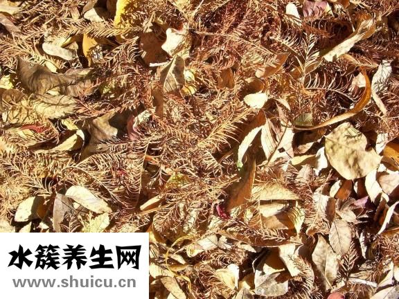 魚腥草的功效與作用