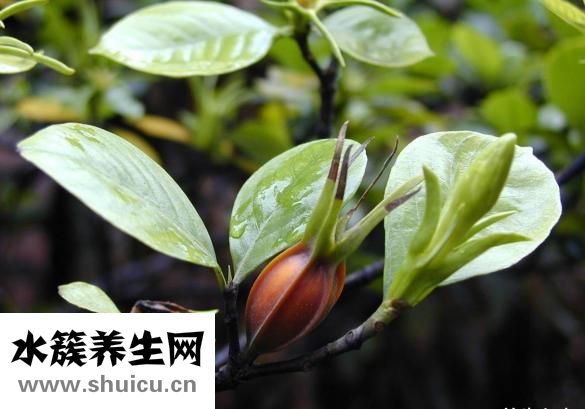 梔子的功效與作用