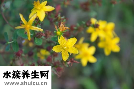 黃芩的功效與作用