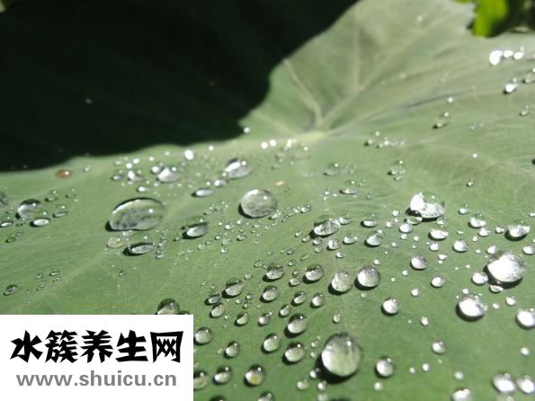 芋頭的功效與作用