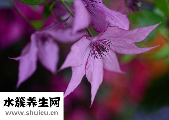 桔梗的功效與作用