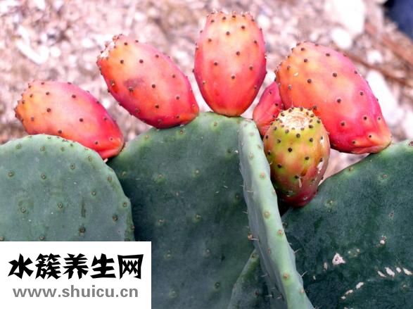 千焦和大卡換算