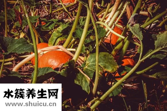 芒果的功效與作用