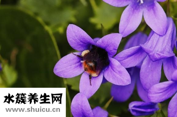 桔梗的功效與作用