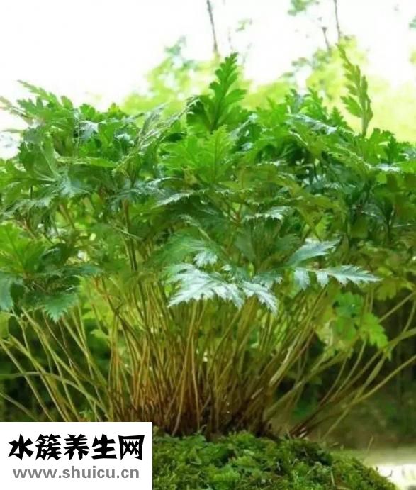 黃連的功效與作用