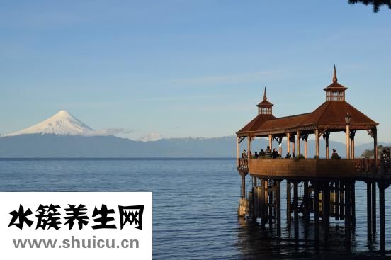 沙棘的功效與作用