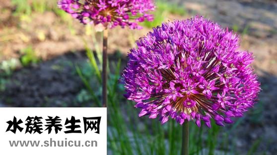 太子參的功效與作用