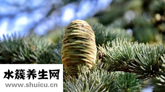 金錢草的功效與作用