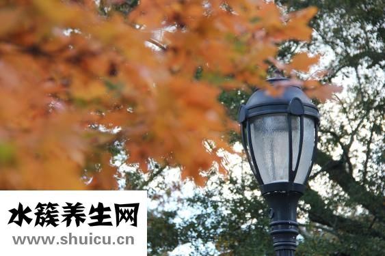 側柏葉的功效與作用