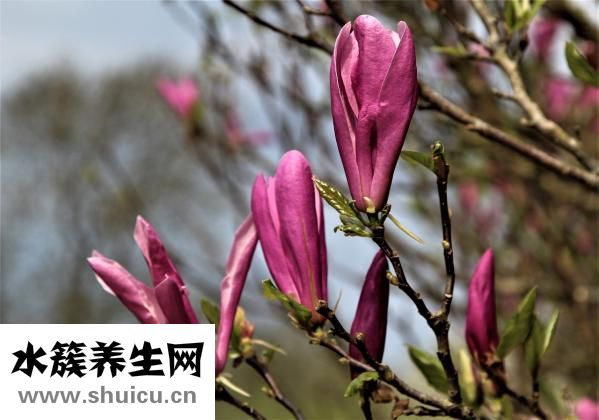 藕粉的作用與功效