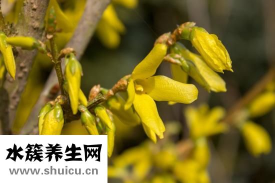 連翹的功效與作用