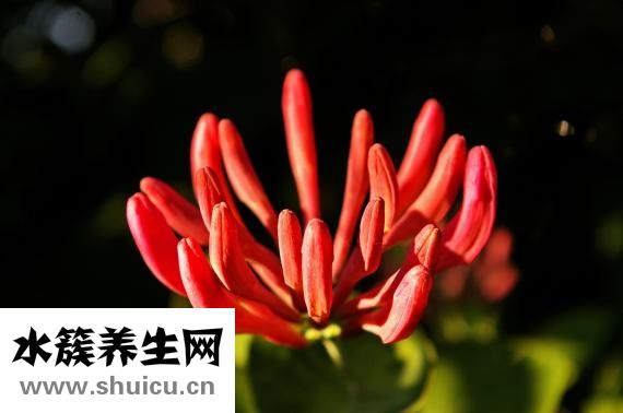 普洱茶的功效與作用