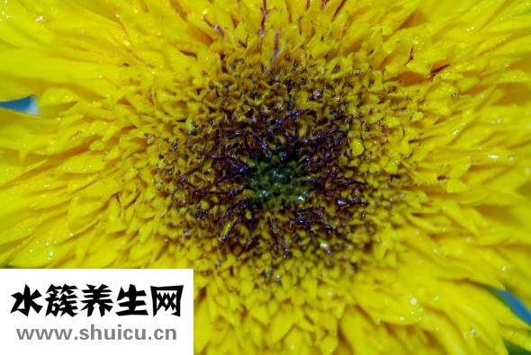 蒼術的功效與作用