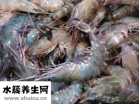 牡蠣的功效與作用