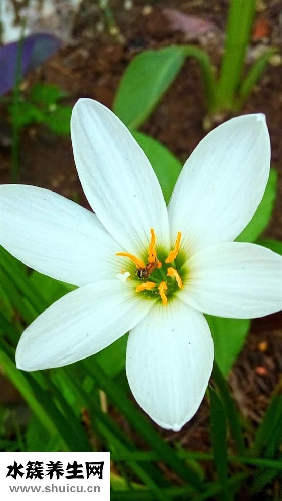 椰子汁的功效與作用