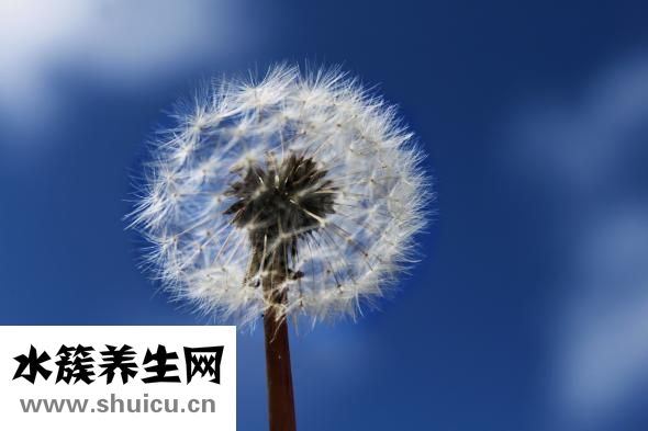 蒲地藍(lán)消炎口服液