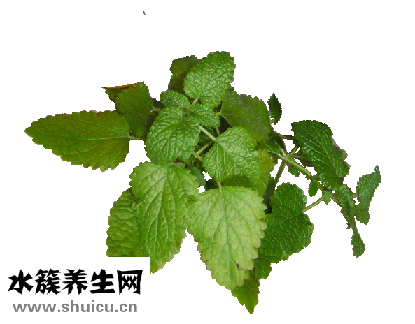 玉竹的功效與作用