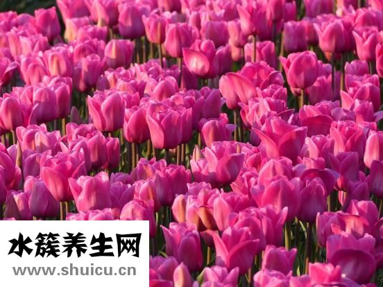 紅參的功效與作用