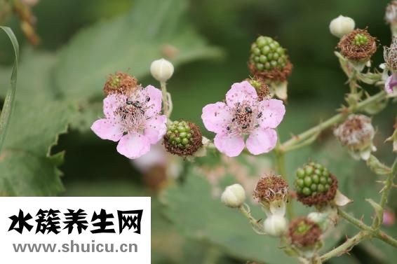 刺梨的功效與作用