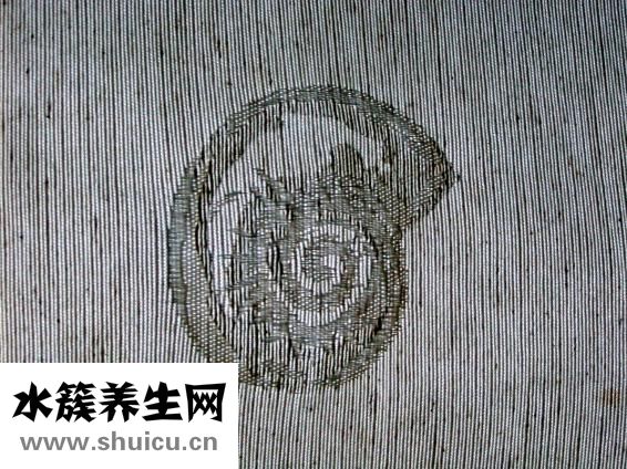 香菜的功效與作用