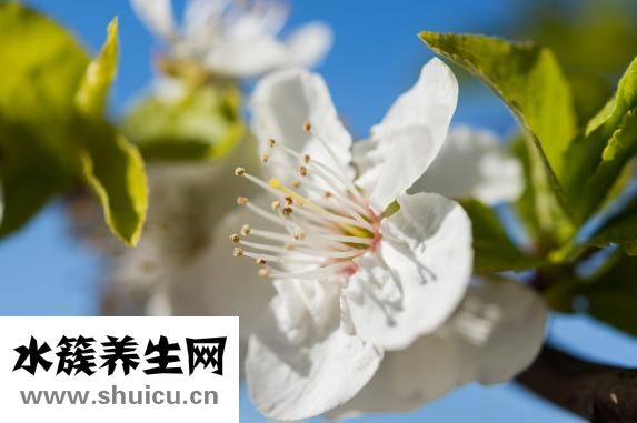 山楂的功效與作用