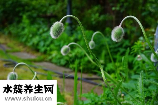 人參的功效與作用